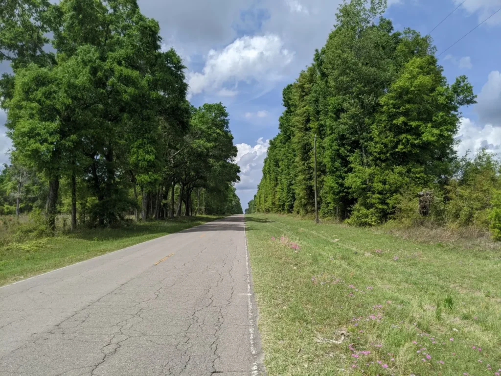A photograph of vacant land in Levy County, Florida.