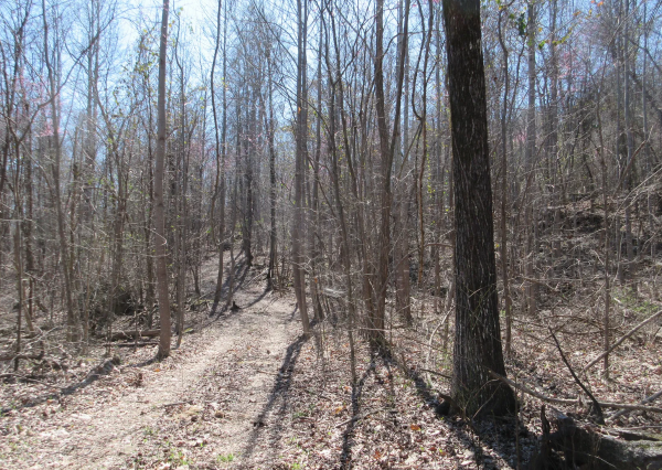 Vacant Land Sold in Jackson County, AL