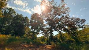 Vacant Land Sold in Pike County, OH